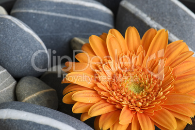 Gerbera on pebble