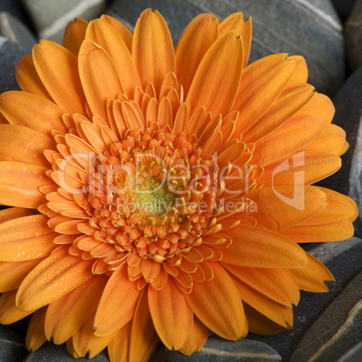 Gerbera on pebble 3