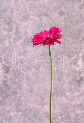 pink Gerbera flower