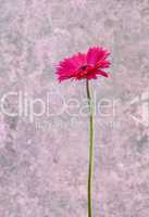 pink Gerbera flower