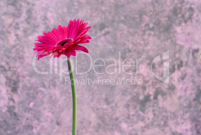 pink Gerbera flower