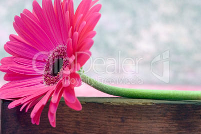 pink Gerbera flower