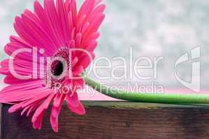 pink Gerbera flower