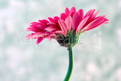 pink Gerbera flower