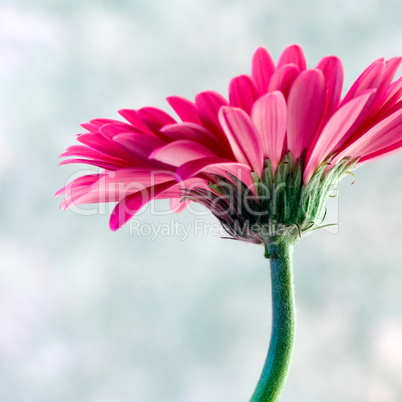 pink Gerbera flower