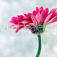 pink Gerbera flower