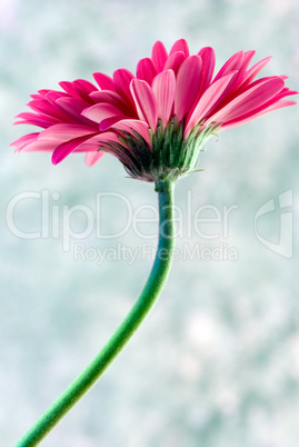 pink Gerbera flower