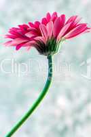 pink Gerbera flower