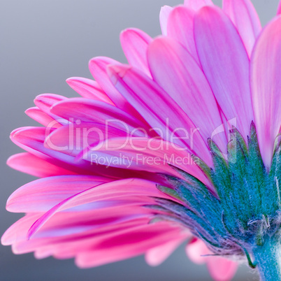 pink Gerbera flower