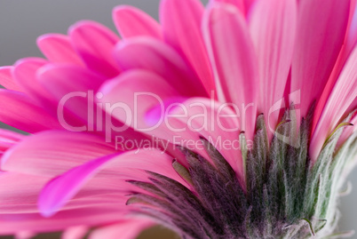 pink Gerbera flower