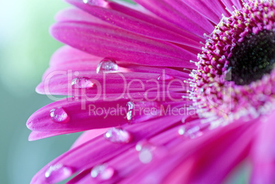 pink Gerbera flower