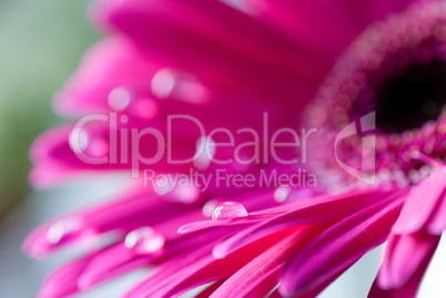 pink Gerbera flower