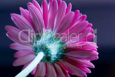 pink Gerbera