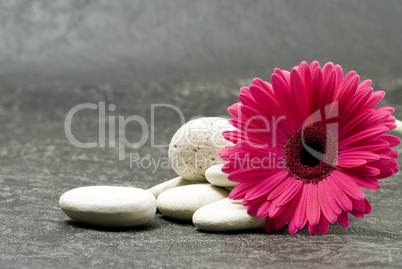 pink Gerbera