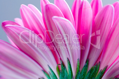 pink Gerbera flower