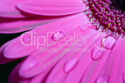 pink Gerbera flower