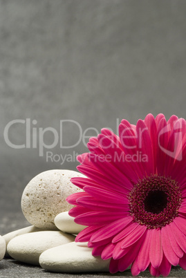 pink Gerbera