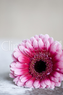 gerbera flower