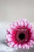 gerbera flower