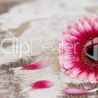 gerbera flower