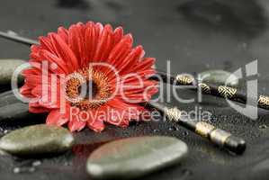 gerbera flower