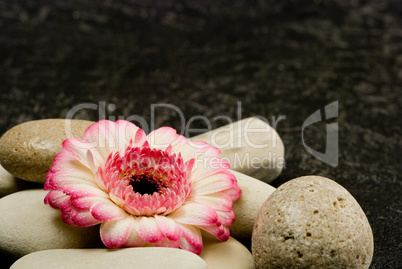 flower on pebble