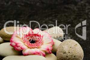 flower on pebble