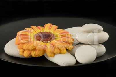 still life with gerbera