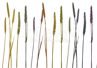 grain illustration
