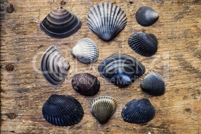 Shells on driftwood
