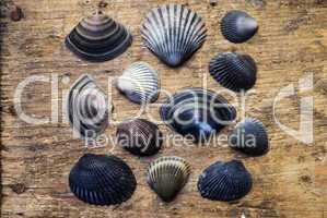 Shells on driftwood