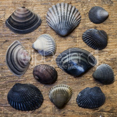 Shells on driftwood