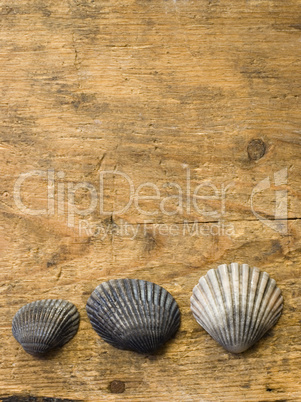 Shells on driftwood