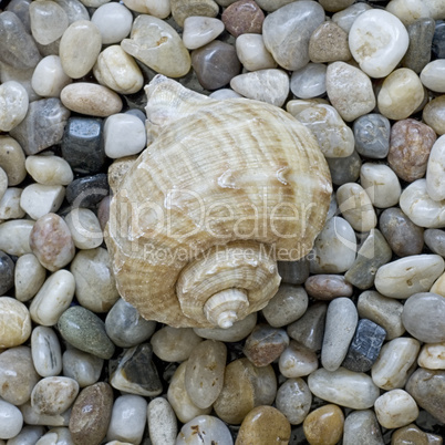 shell on pebble