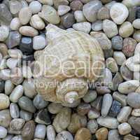 shell on pebble