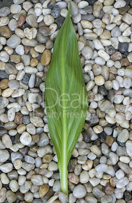 green leaf on pebble