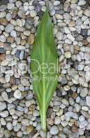 green leaf on pebble