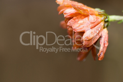 Flower in late Autumn