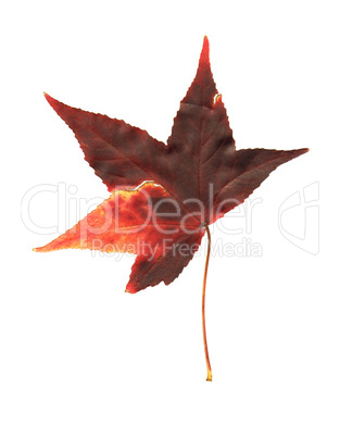 Pressed maple leaf