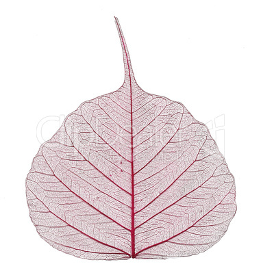 transparent leaf