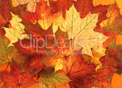 Leaf background