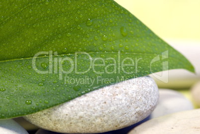 Green leaf Green leaf