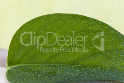 Green leaf Green leaf