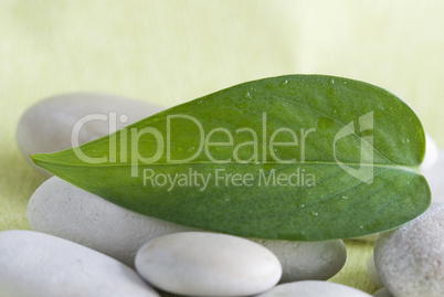 Green leaf Green leaf