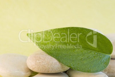 Green leaf Green leaf