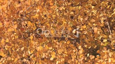 Herbstblätter im Wind