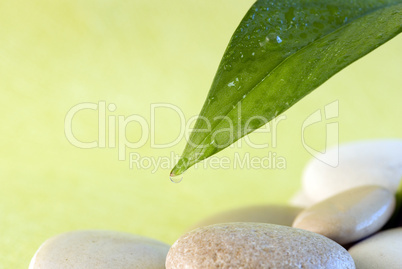 Green leaf Green leaf