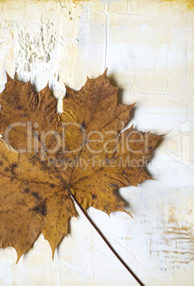 leaf on painted background