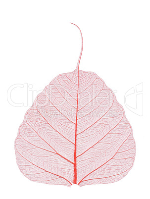 transparent leaf