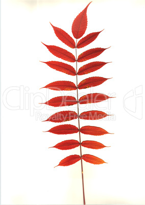 leaf of Rhus-typhina